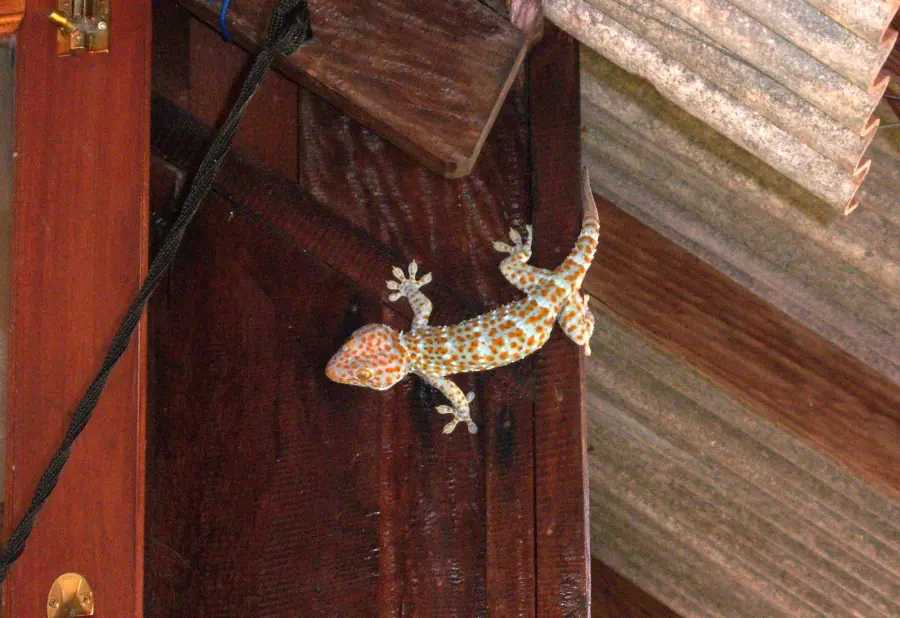 Geco che si Arrampica