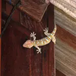 Geco che si Arrampica