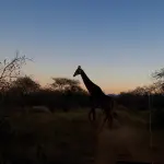 Giraffa in Africa