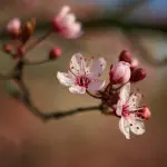 Fiore Appena Sbocciato