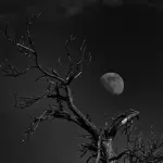 Albero e Luna in Bianco e Nero
