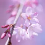 Fiore d'Arancio in Primo Piano