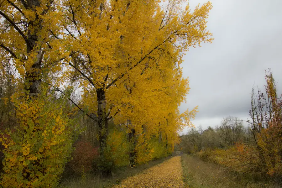 Alberi d'Autunno con Foglie Gialle