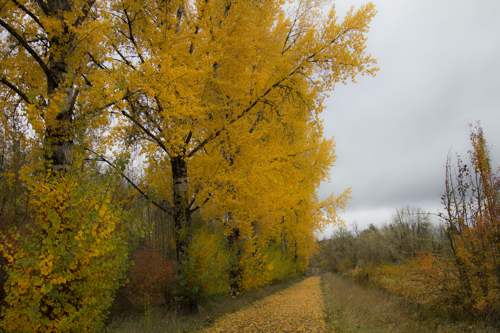 Alberi d'Autunno con Foglie Gialle
