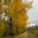 Alberi d'Autunno con Foglie Gialle