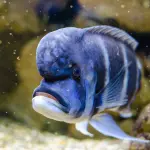 Ciclide dalla Grossa Fronte