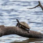 Tartaruga su un Ramo
