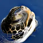 Tartaruga con la Testa Fuori dall'Acqua