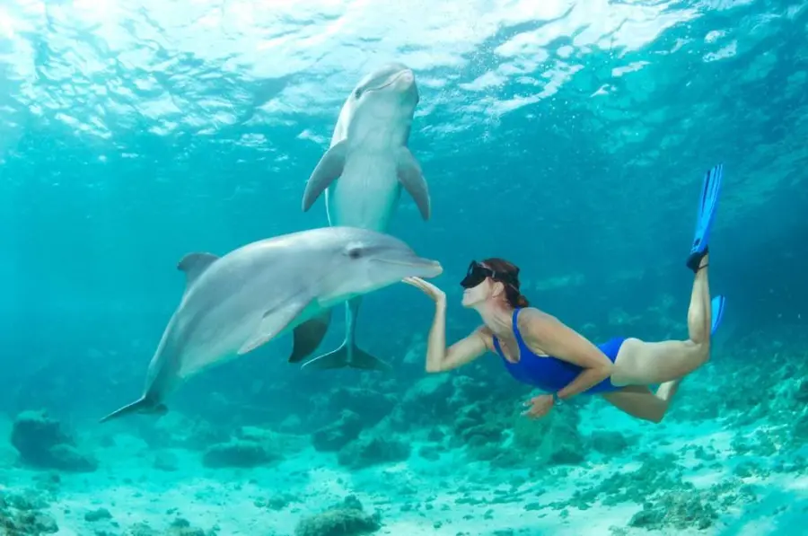 Delfino che Gioca con l'Istruttrice