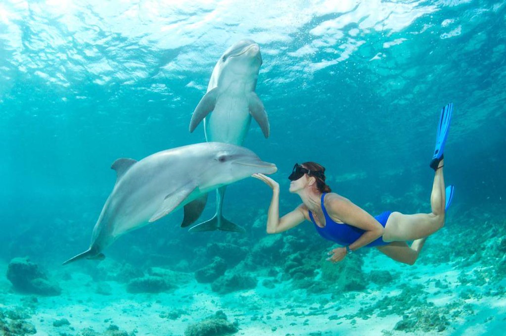 Delfino che Gioca con l'Istruttrice
