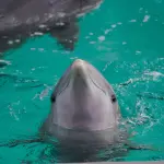 Delfino Un Po' Curioso