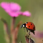 Coccinella Equilibrista