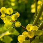 Acini d'Uva attraversati dai Raggi del Sole