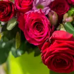 Rose Rosse Sbocciate