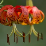 Gigli completamente aperti