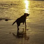 Labrador Retriever che Corre su Sabbia Bagnata