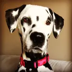 Dalmata in Primo Piano