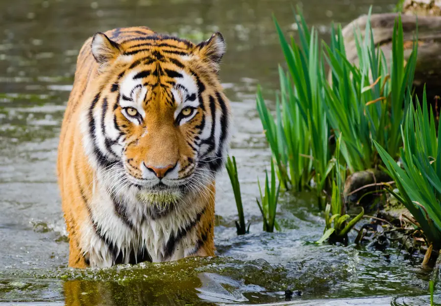 Tigre in Acqua Pronta per l'Attacco