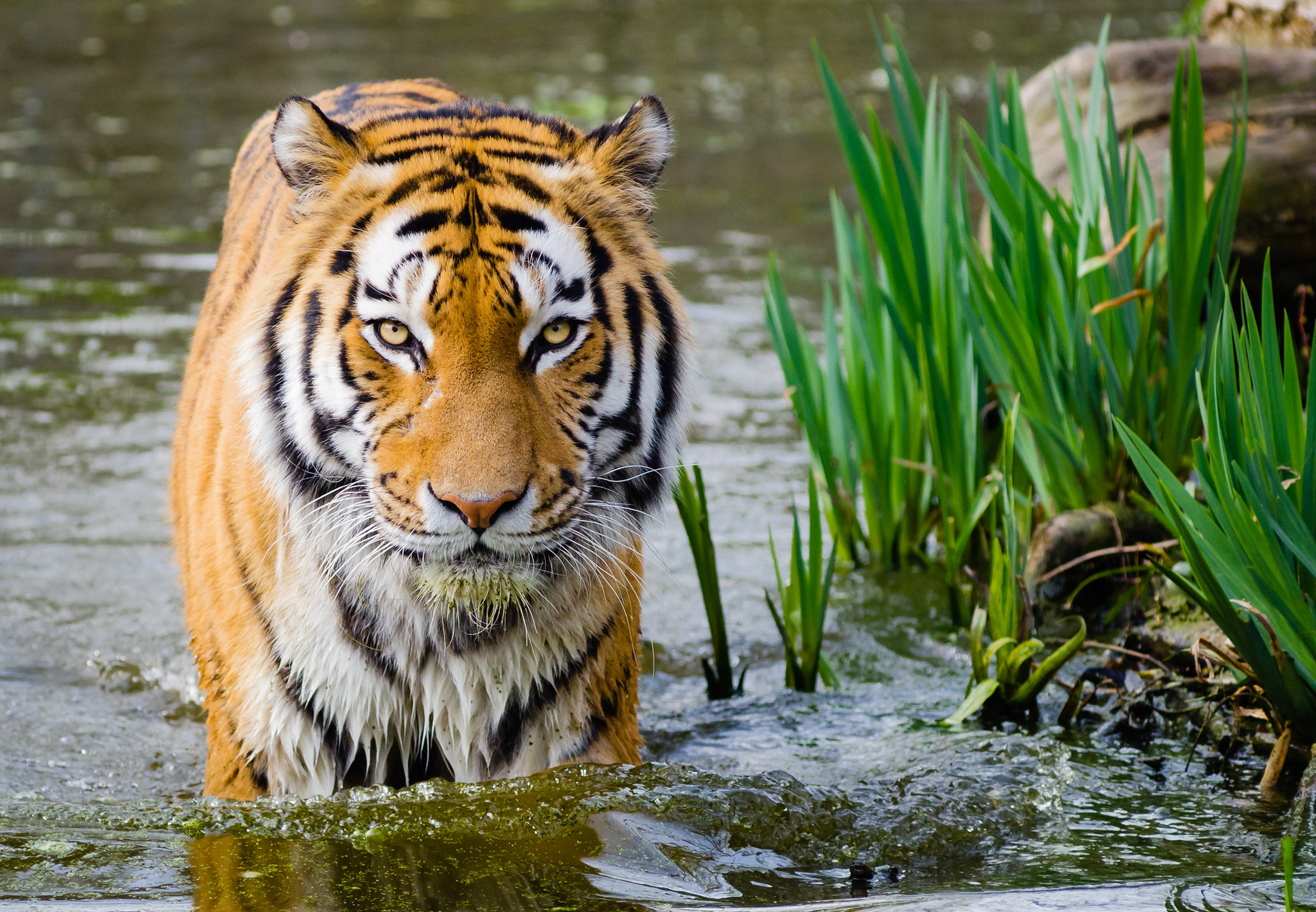 Tigre in Acqua Pronta per l'Attacco