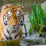 Tigre in Acqua Pronta per l'Attacco