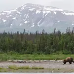 Orso in un Paesaggio Montuoso