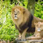 Leone con la Sua Leonessa