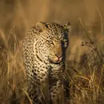 Ghepardo in Caccia tra l'erba Alta