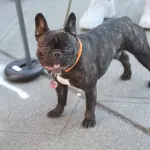 Bulldog Francese in Posa