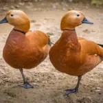 Anatre Gemelle in Equilibrio