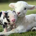 cucciolo di maialino e un cucciolo di pecora