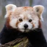 Panda Rosso con Faccia Seria