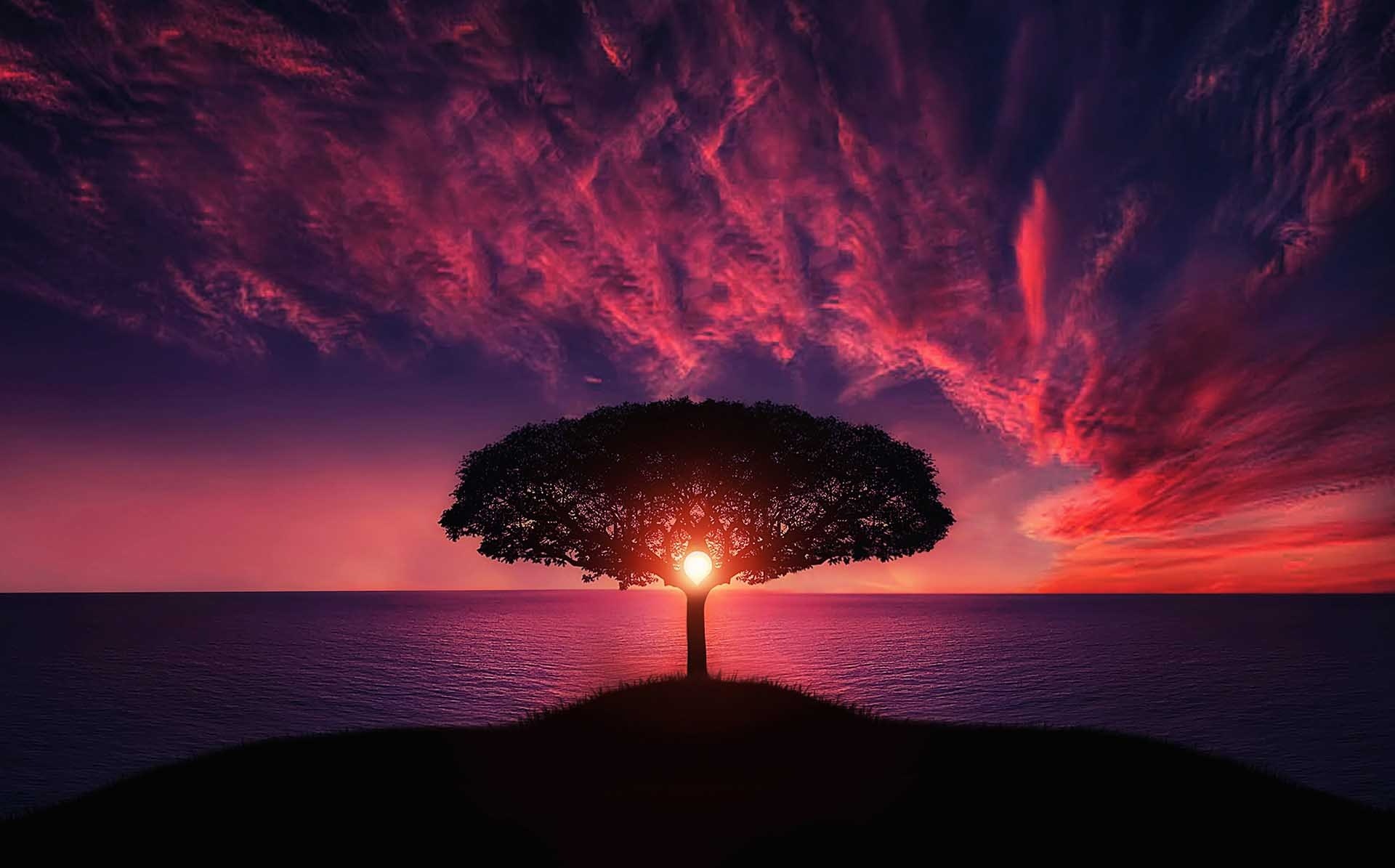 Tramonto dietro ad un Albero