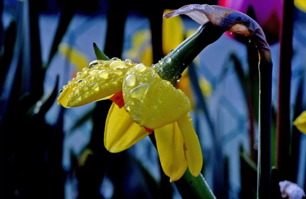 Fiore dopo la Pioggia