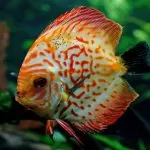 Pesce Disco di Heckel