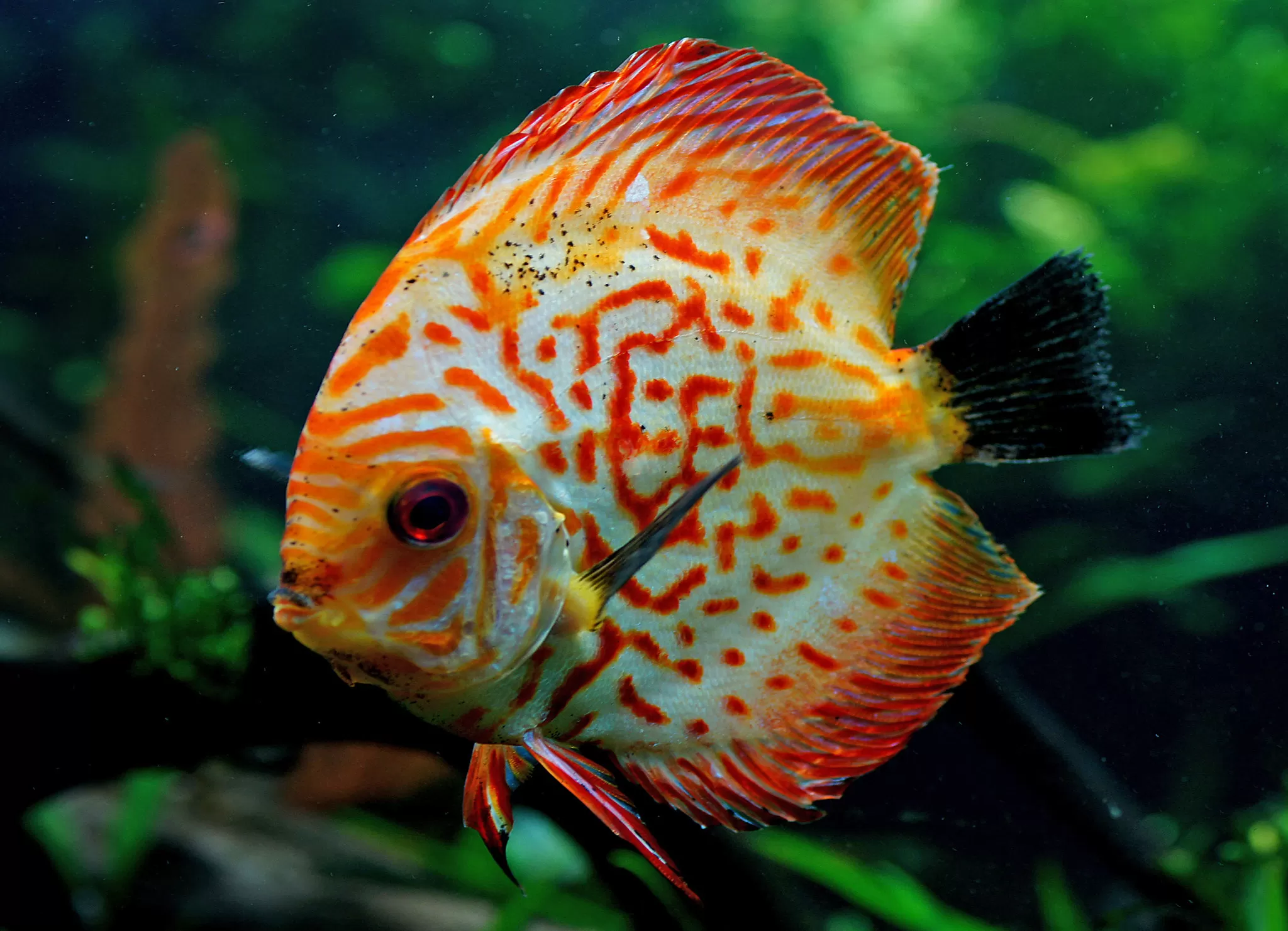 Pesce Disco di Heckel