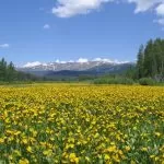 Campo di Narcisi Gialli