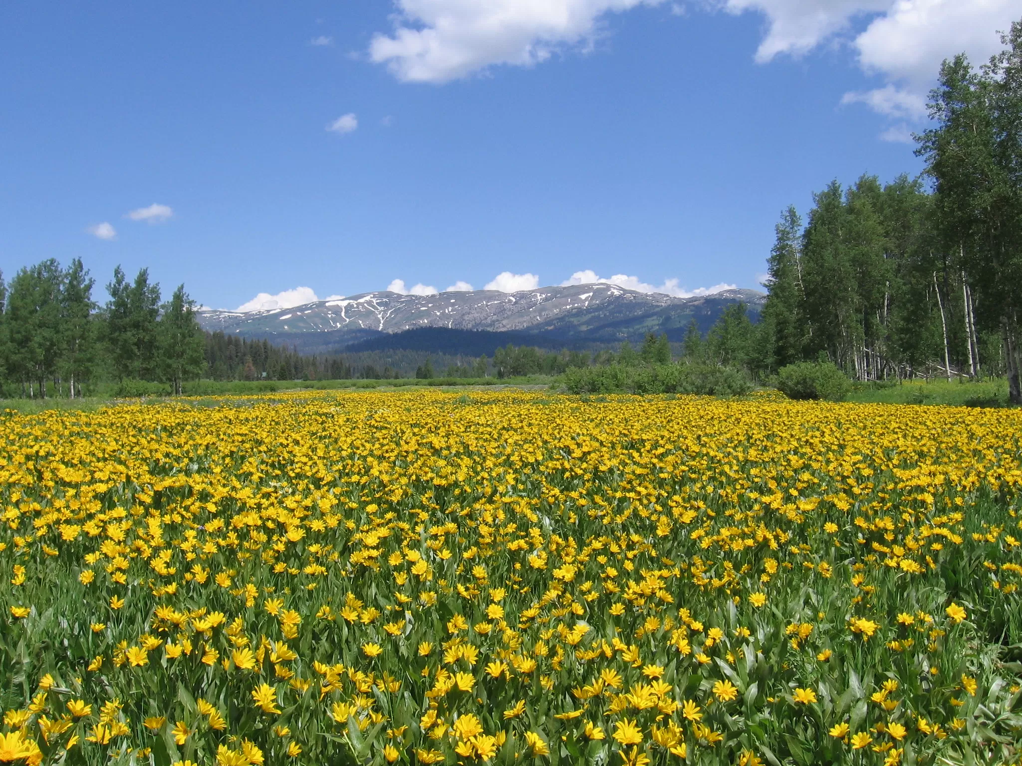 Campo di Narcisi Gialli