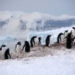 Colonia di Pinguini