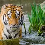 Tigre in Acqua Pronta per l’Attacco