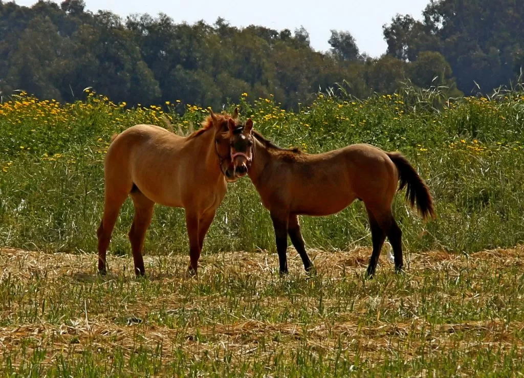 Cavalli molto Dolci