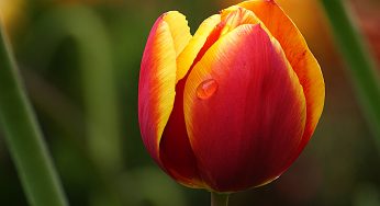 Tulipano Rosso e Giallo in Macro