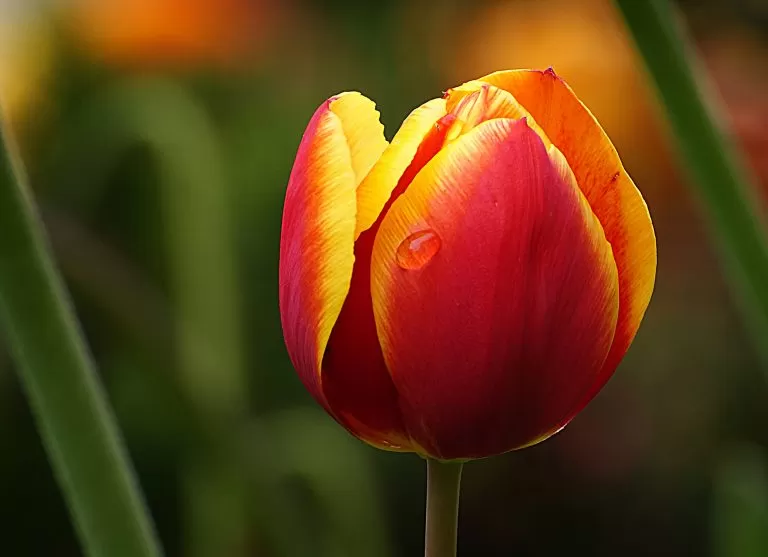 Tulipano Rosso e Giallo in Macro