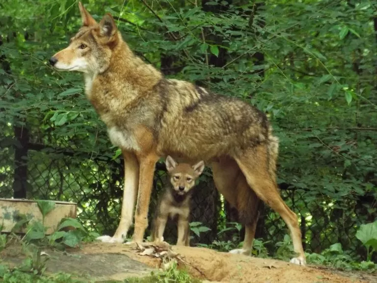 Lupa con il suo Cucciolo