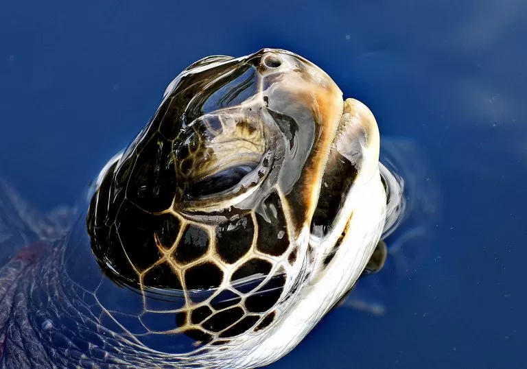 Tartaruga con la Testa Fuori dall’Acqua