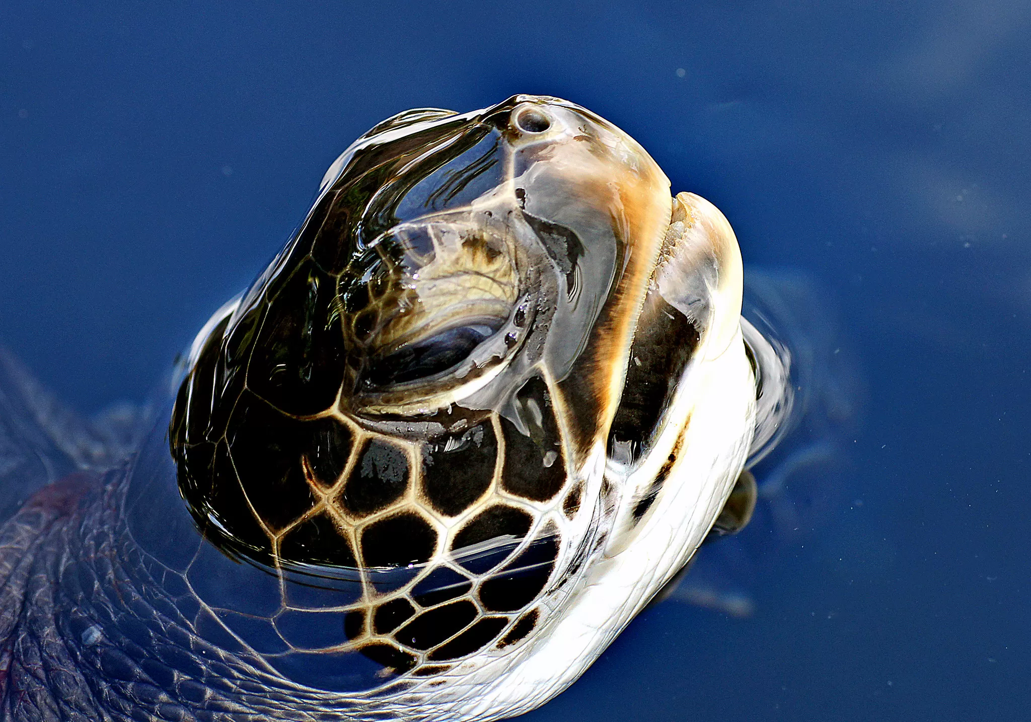 Tartaruga con la Testa Fuori dall’Acqua