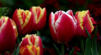 Tulipa Gesneriana