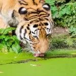 Tigre Mentre Beve