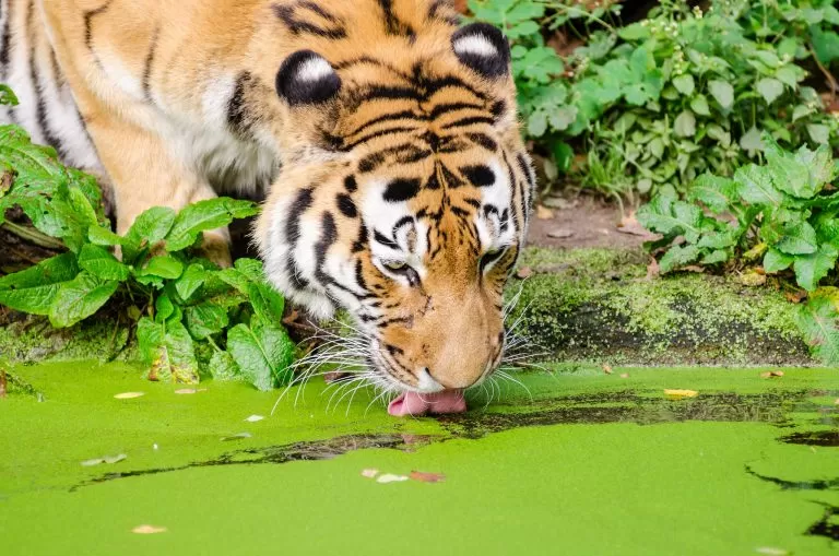 Tigre Mentre Beve