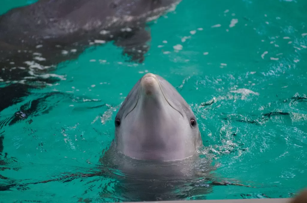Delfino Un Po’ Curioso