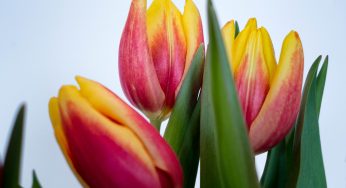 Tulipani Chiusi